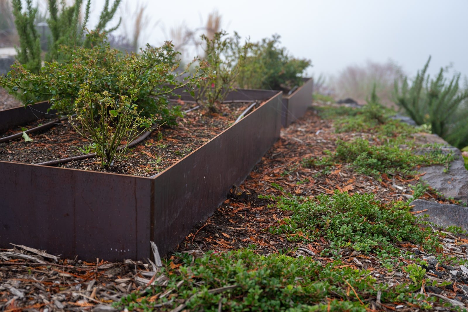 Custom welded veggie beds with native plants surrounding it.jpg