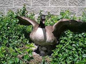 Aggressive Canada goose charging in defense of nest during spring nesting season in Maryland