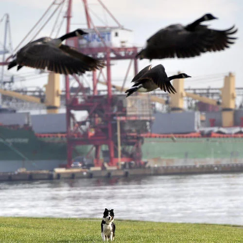 Trained Border Collie herding Canada geese on Maryland property – humane goose control demo