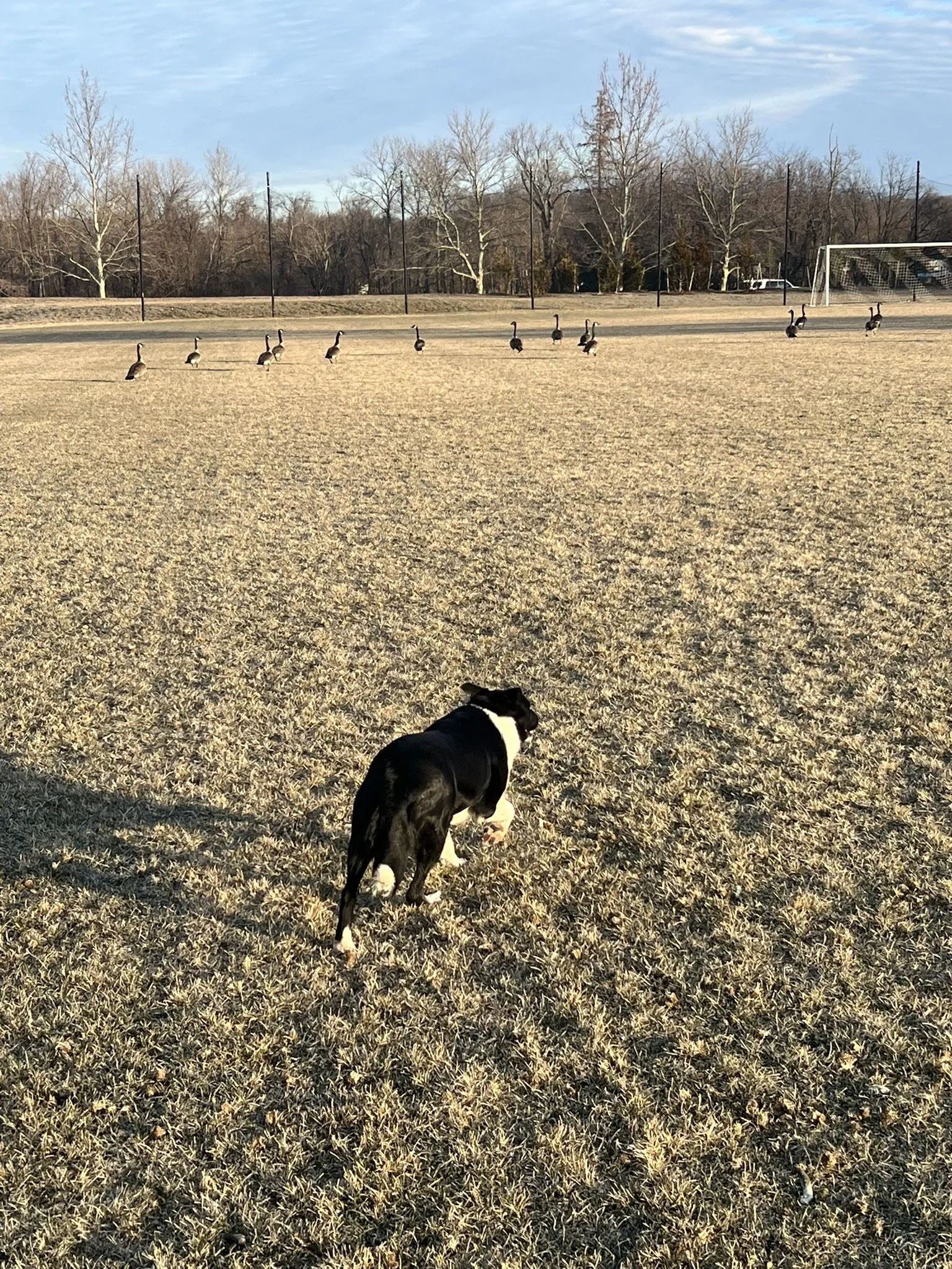 Goose Management