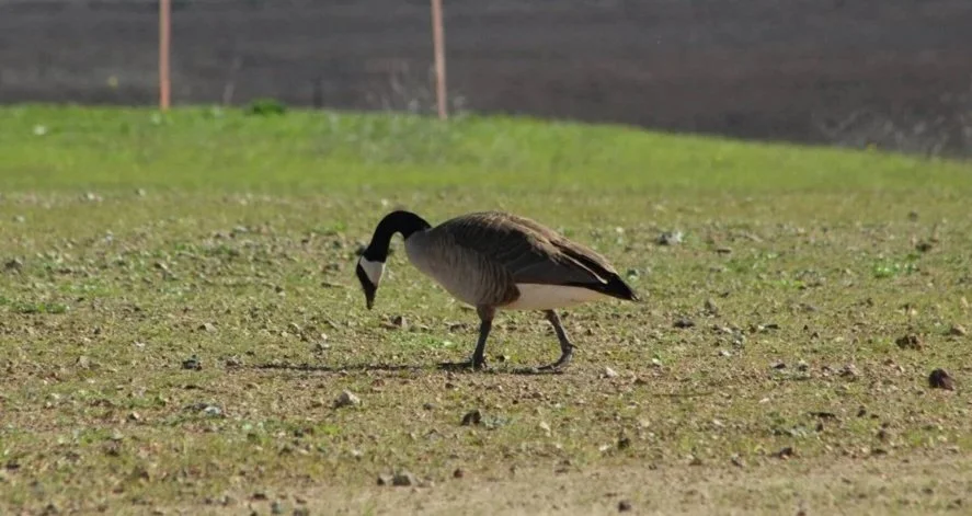 Canada goose droppings on Maryland sidewalk creating slip hazard