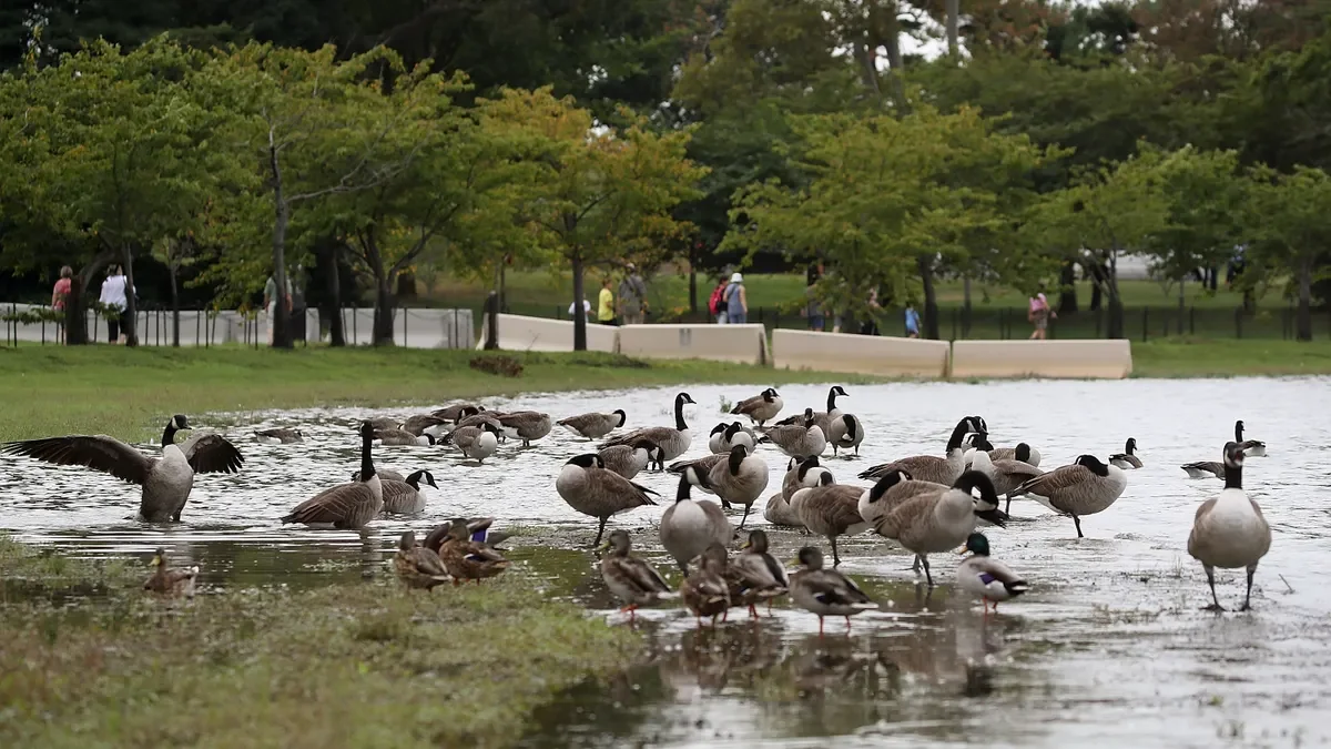 Resident Canada geese flock on Chesapeake Bay waterfront property in Maryland – common overpopulation issue causing droppings and damage