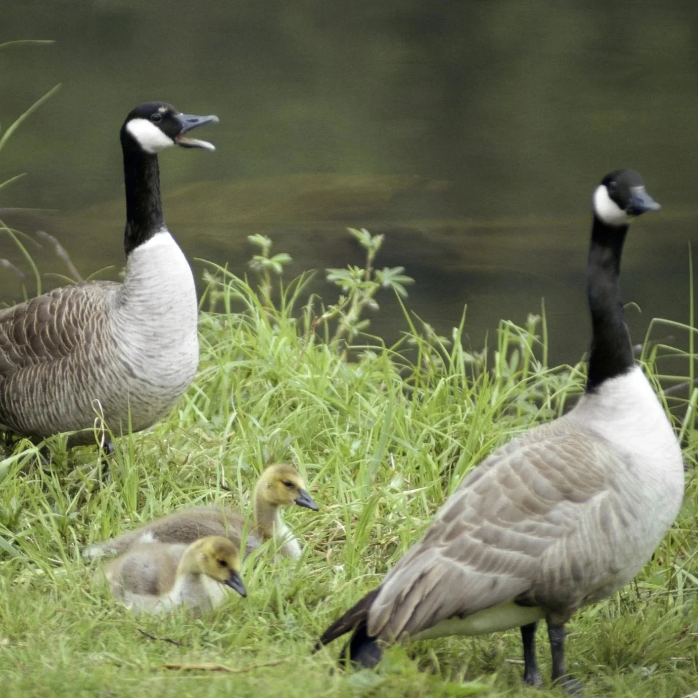 Border Collie herding geese in Maryland