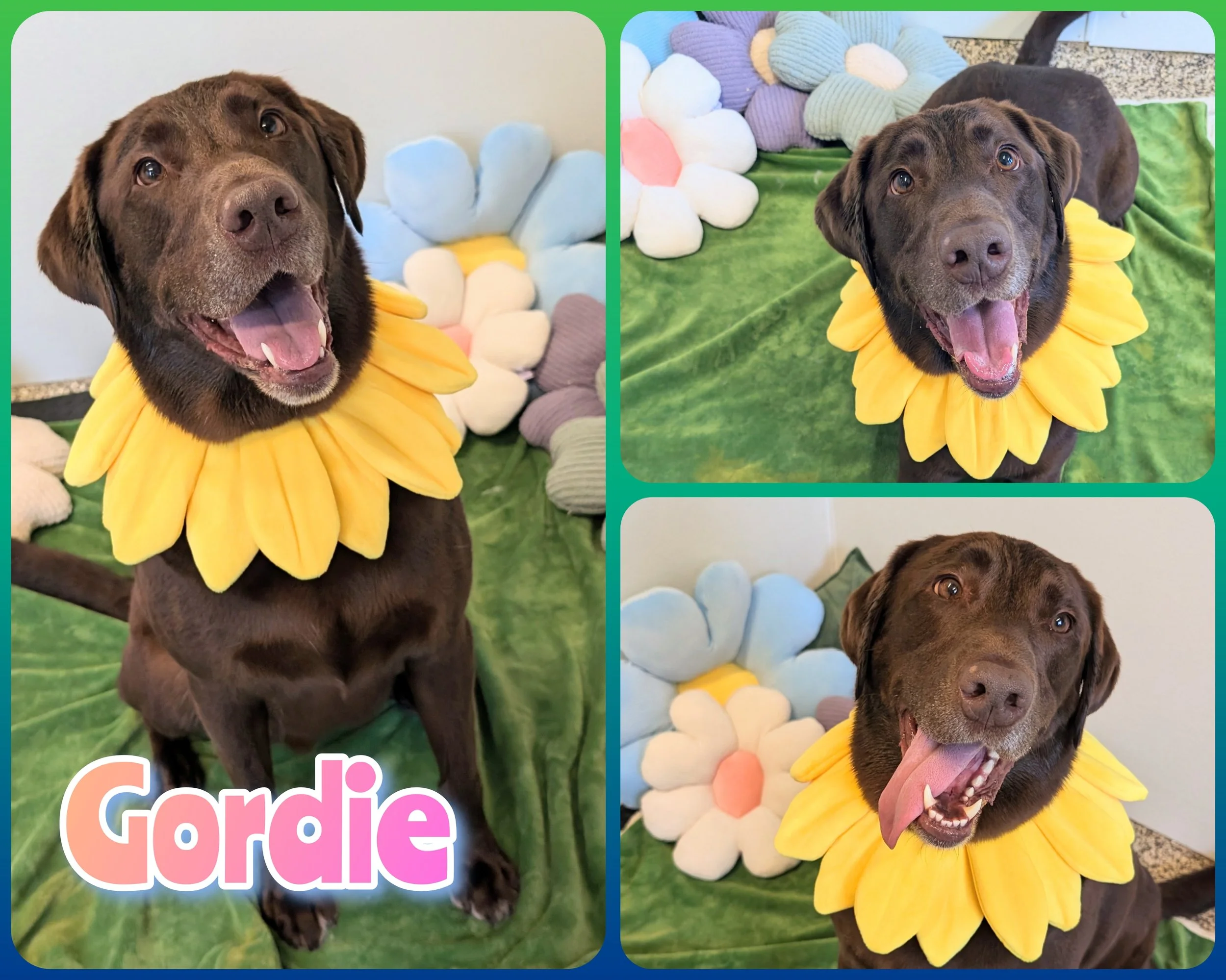 Gordie.jpg