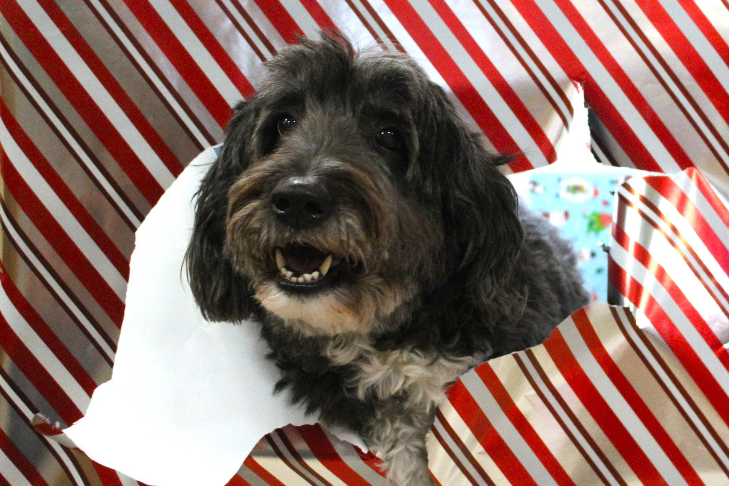 Lucy T.JPG
