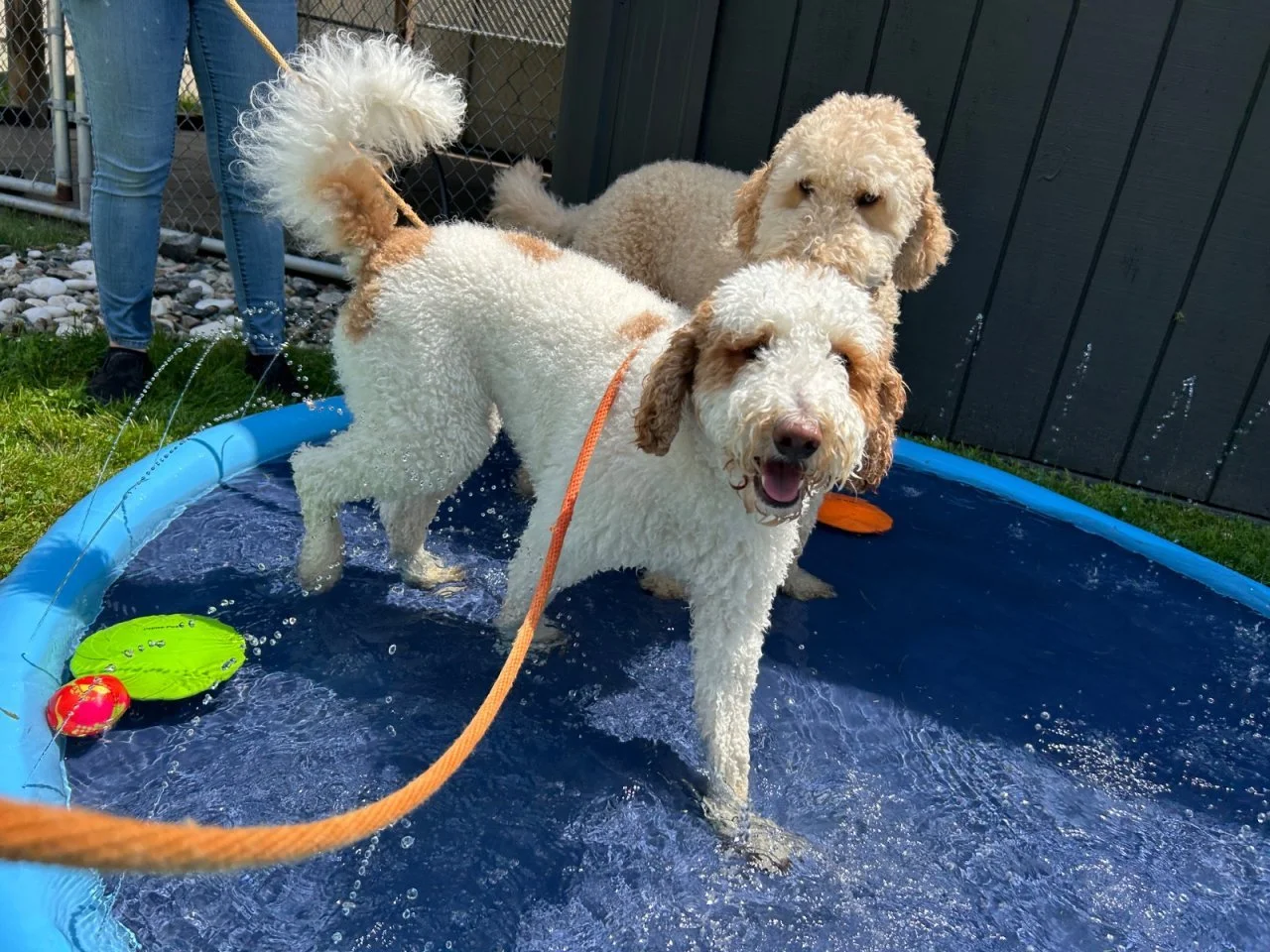 Splash Bash (13).jpeg