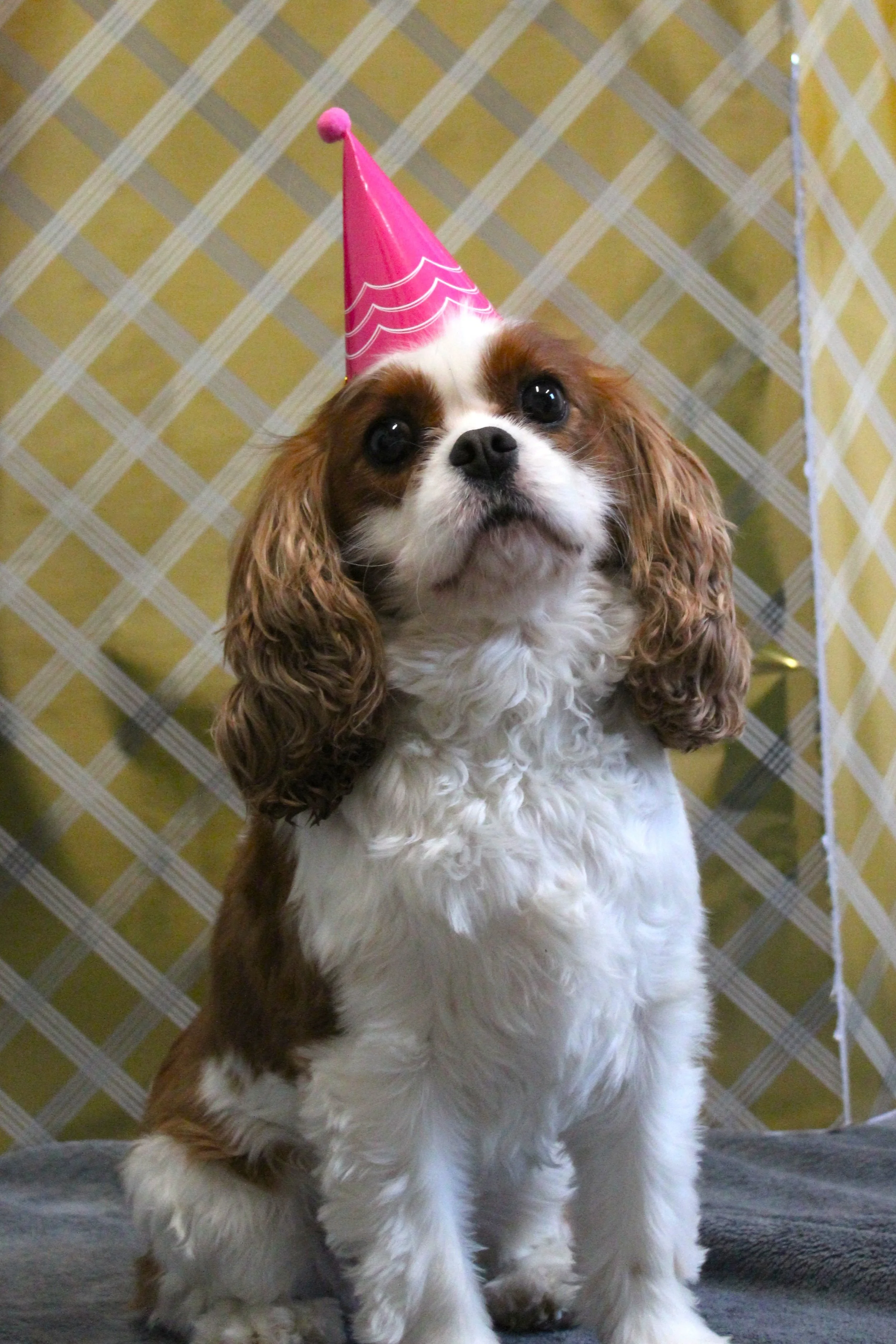 Pippa.JPG