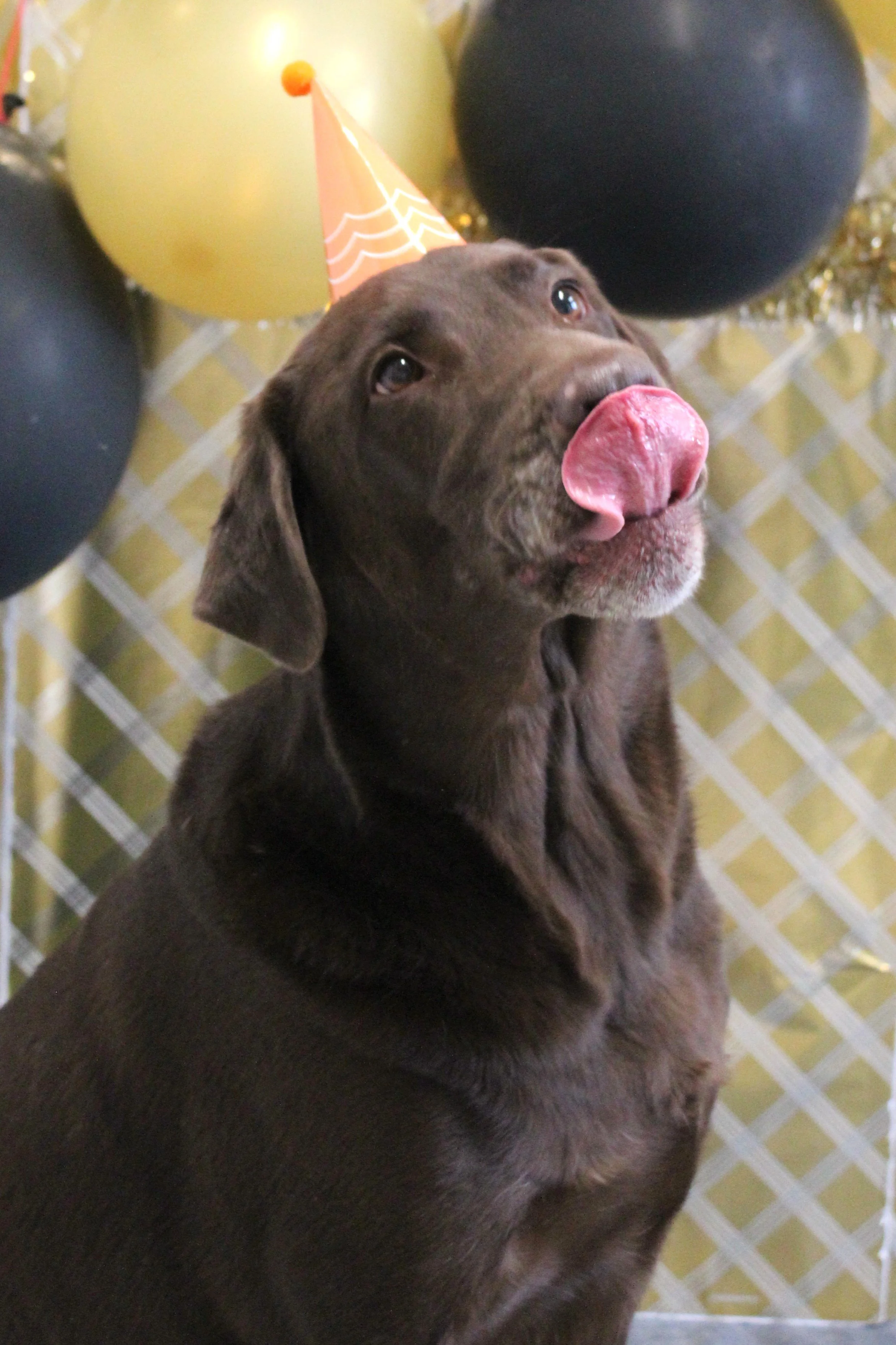Gordie.JPG