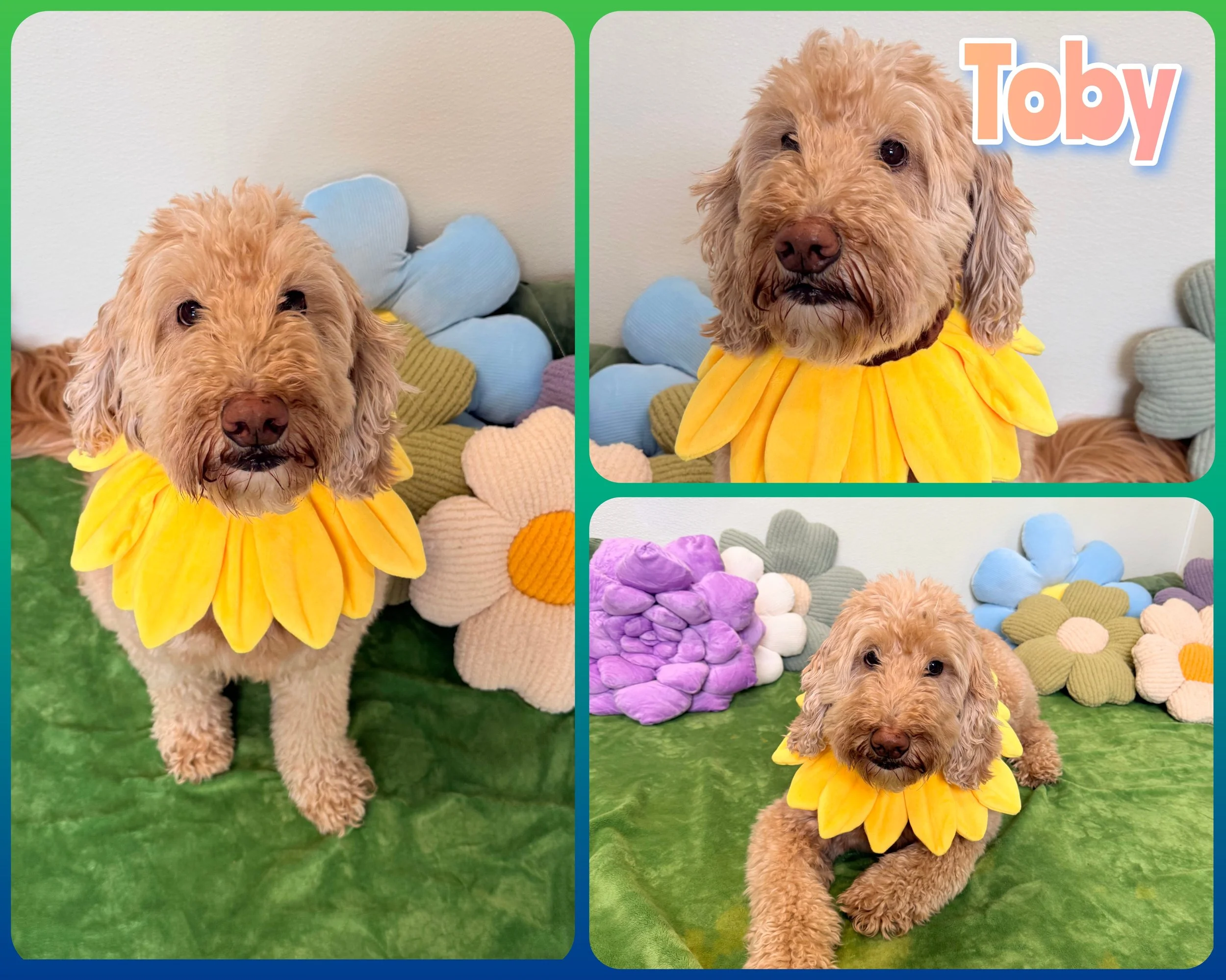 Toby.jpg