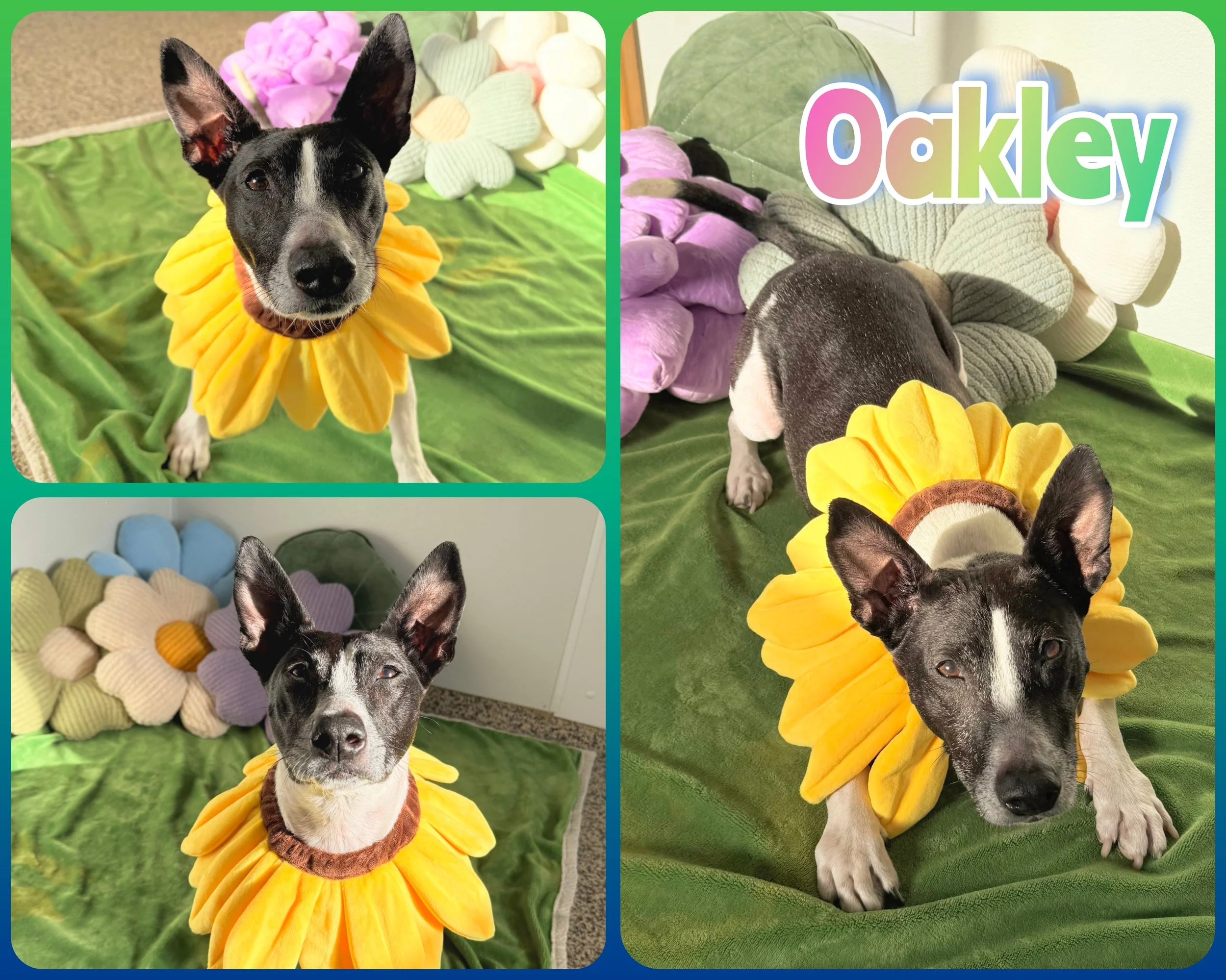 Oakley Mix.jpg