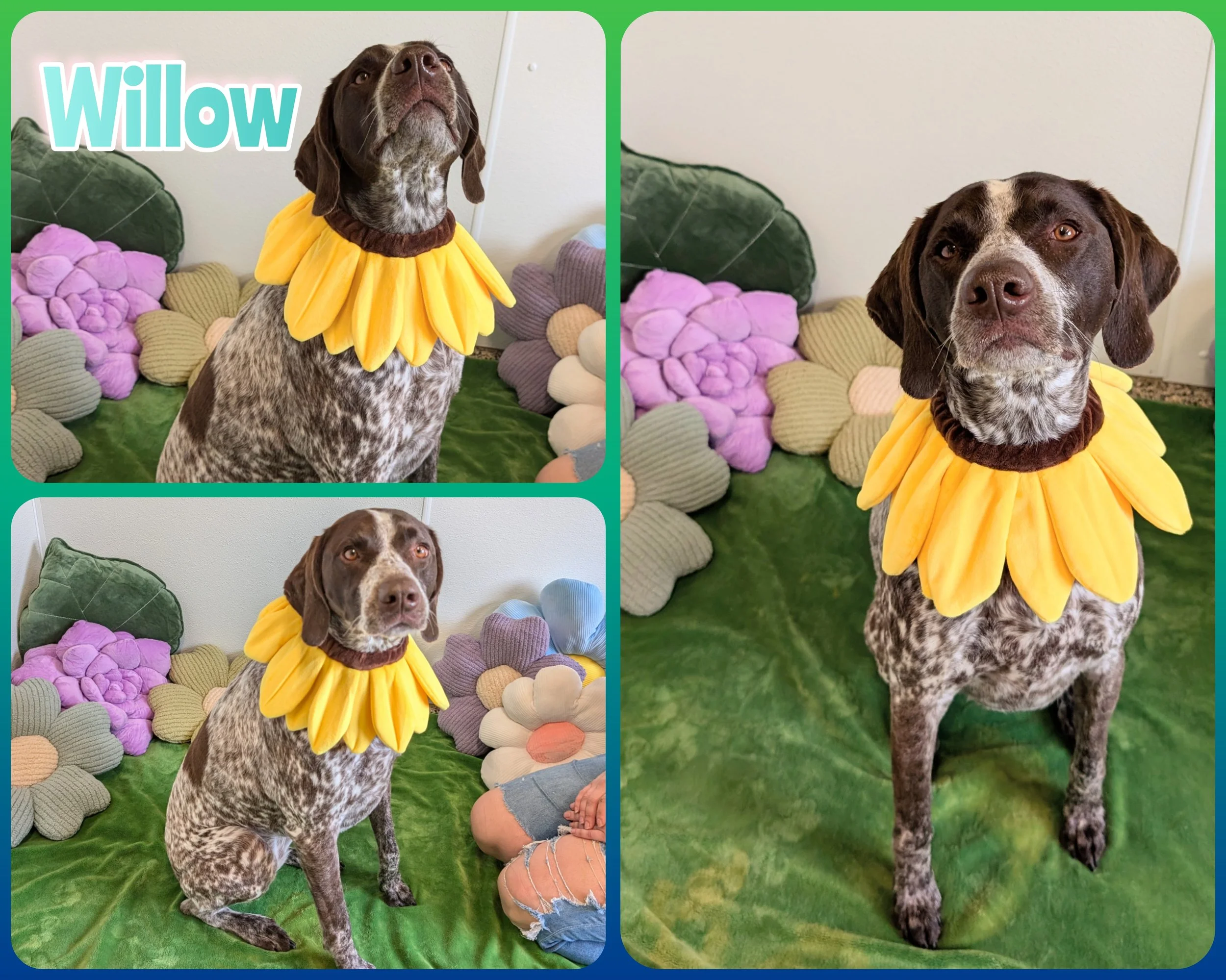 Willow (2).jpg