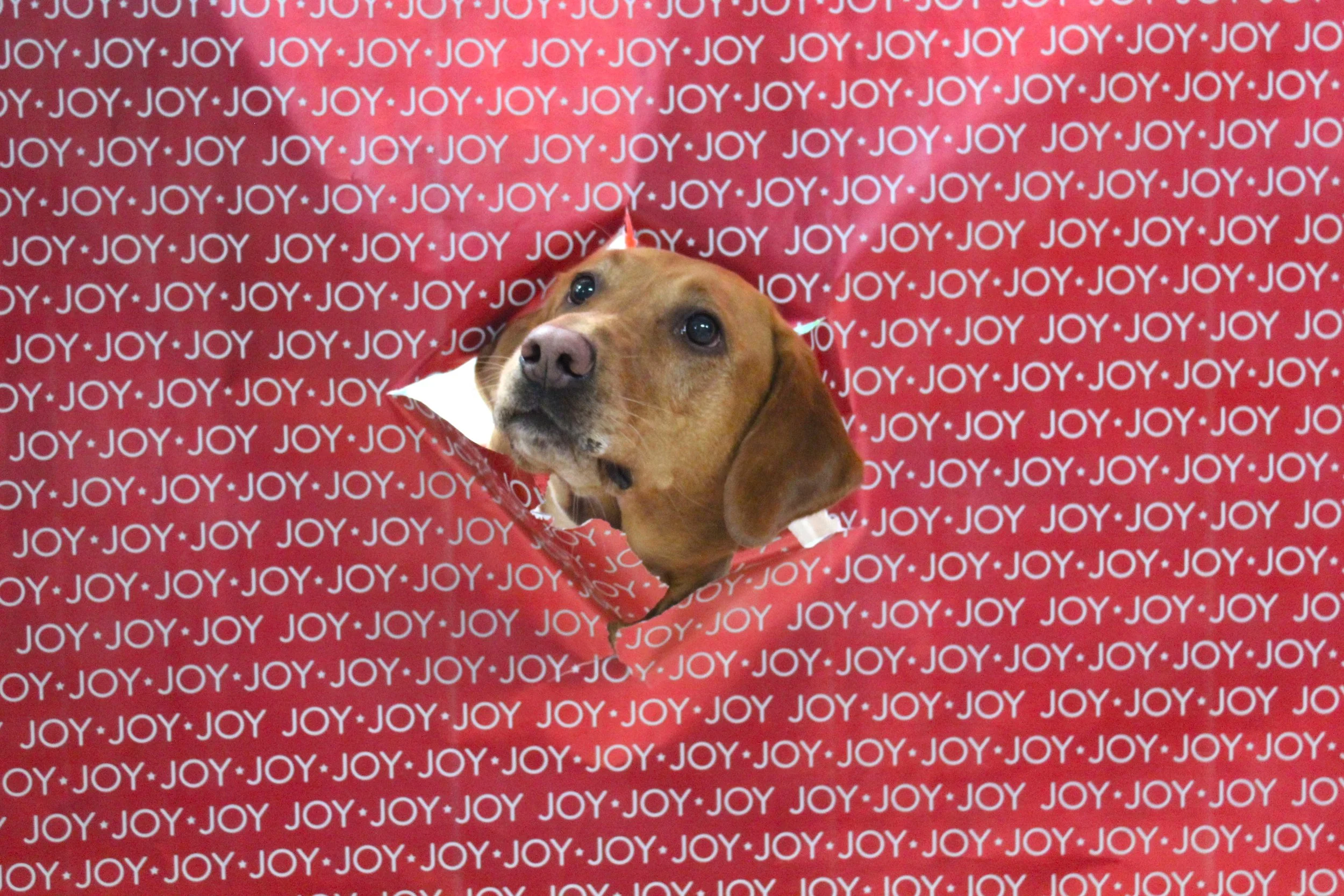 Zoey Breaugh.JPG