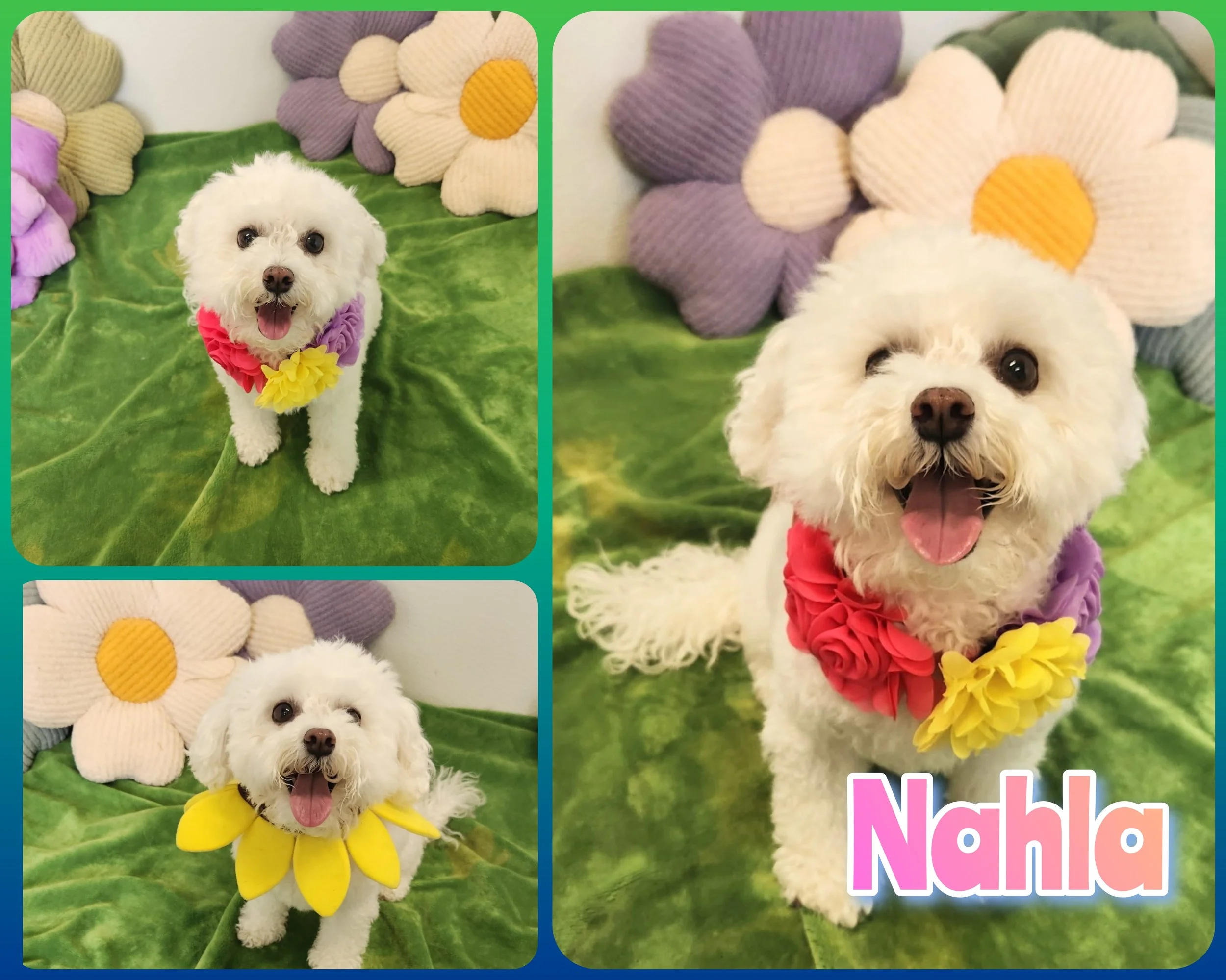 Nahla.jpg