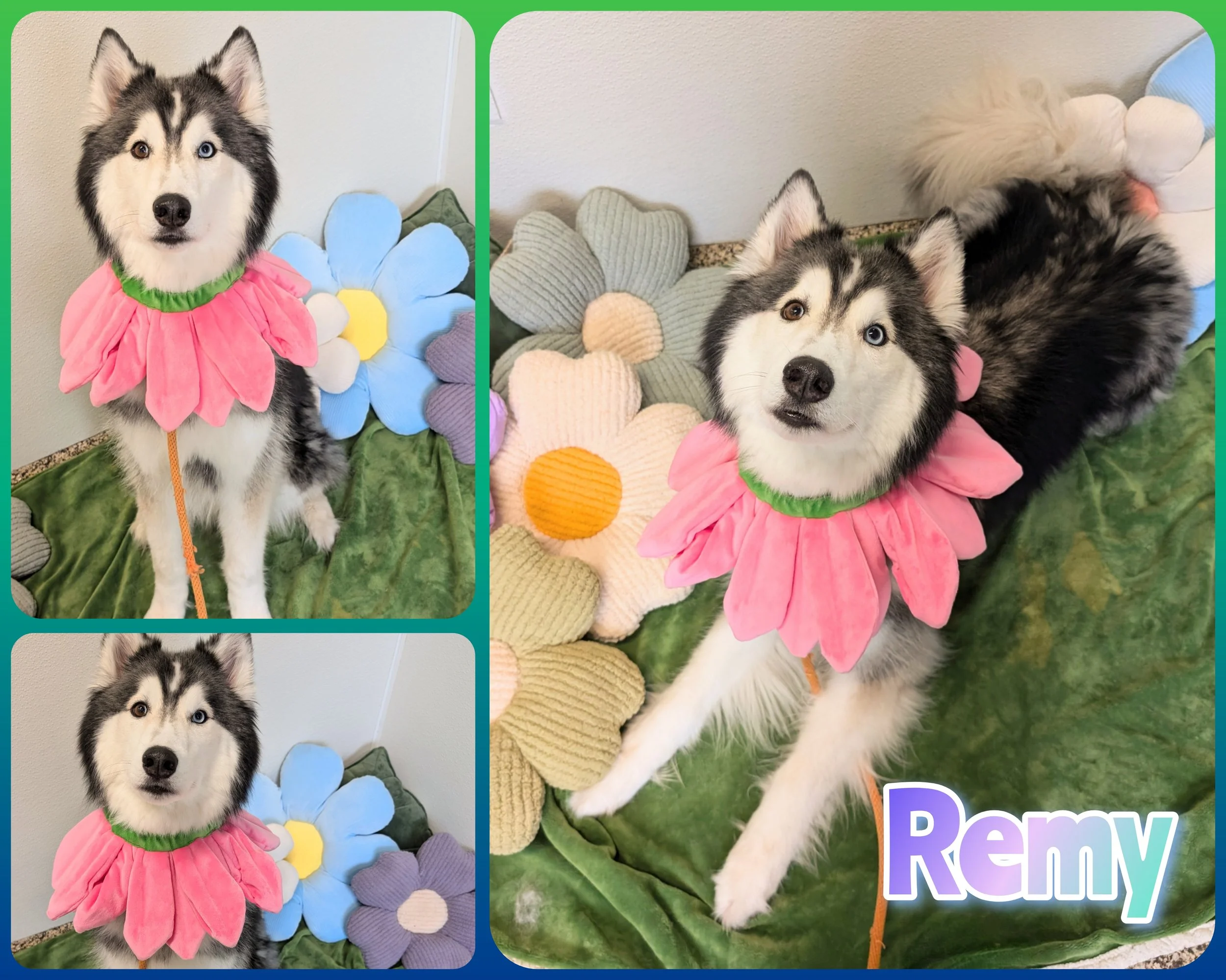 Remy.jpg