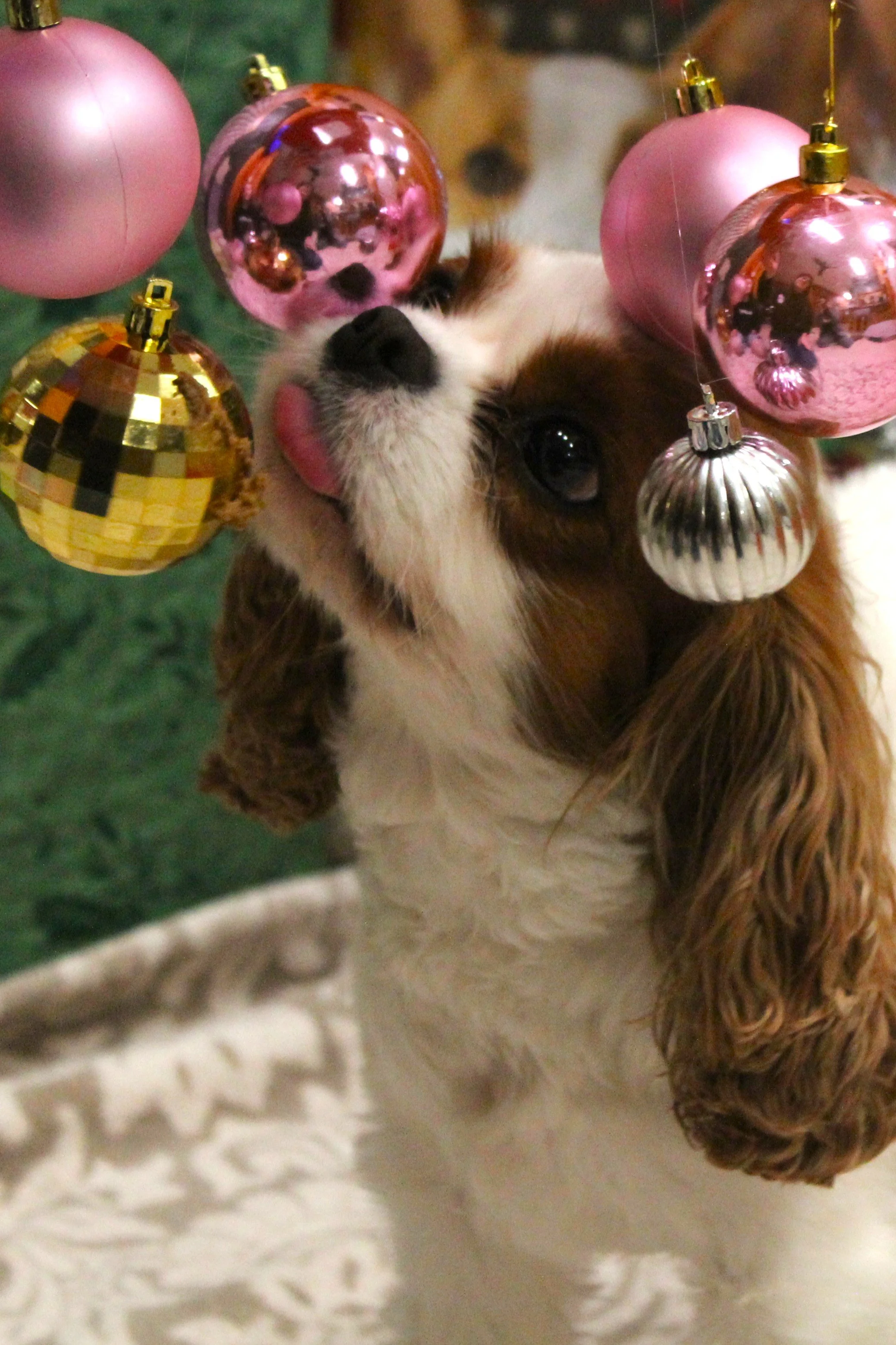 Pippa.JPG