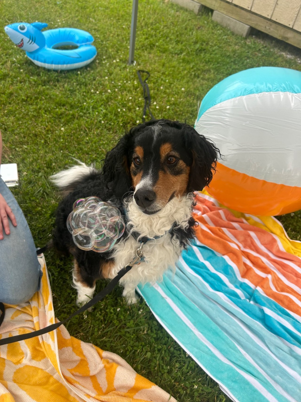 Splash Bash (3).jpeg