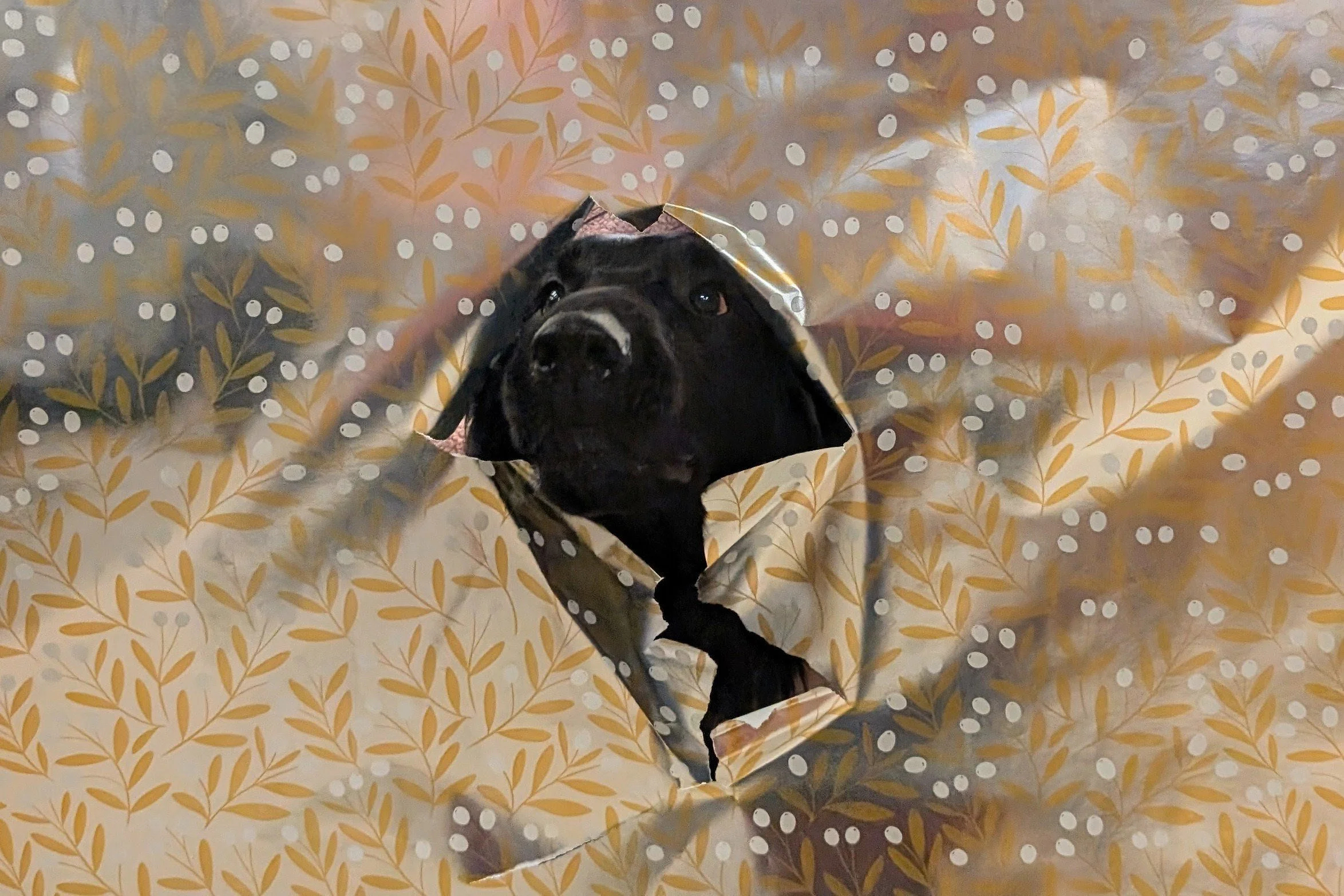 Phoebe.jpg