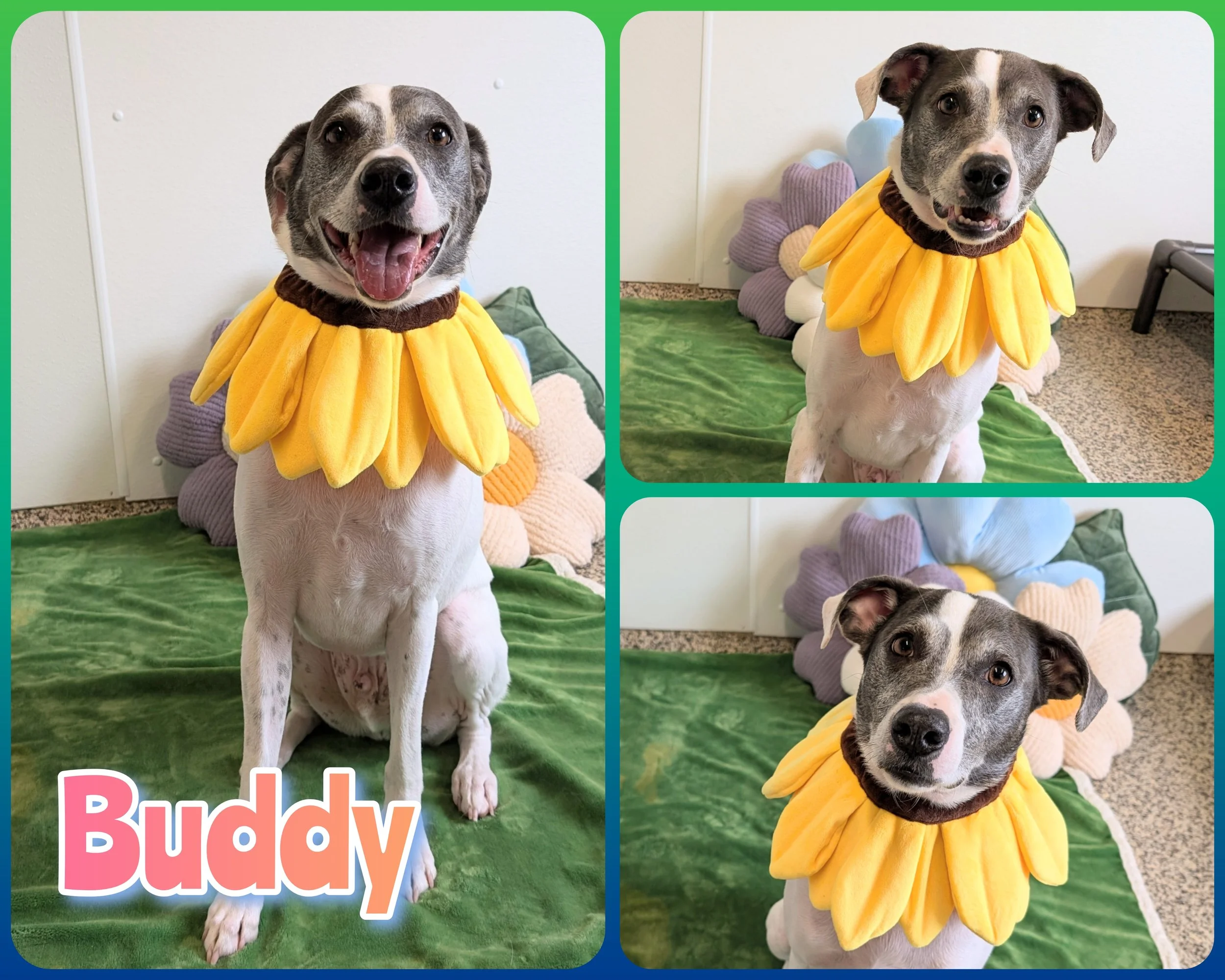 Buddy.jpg