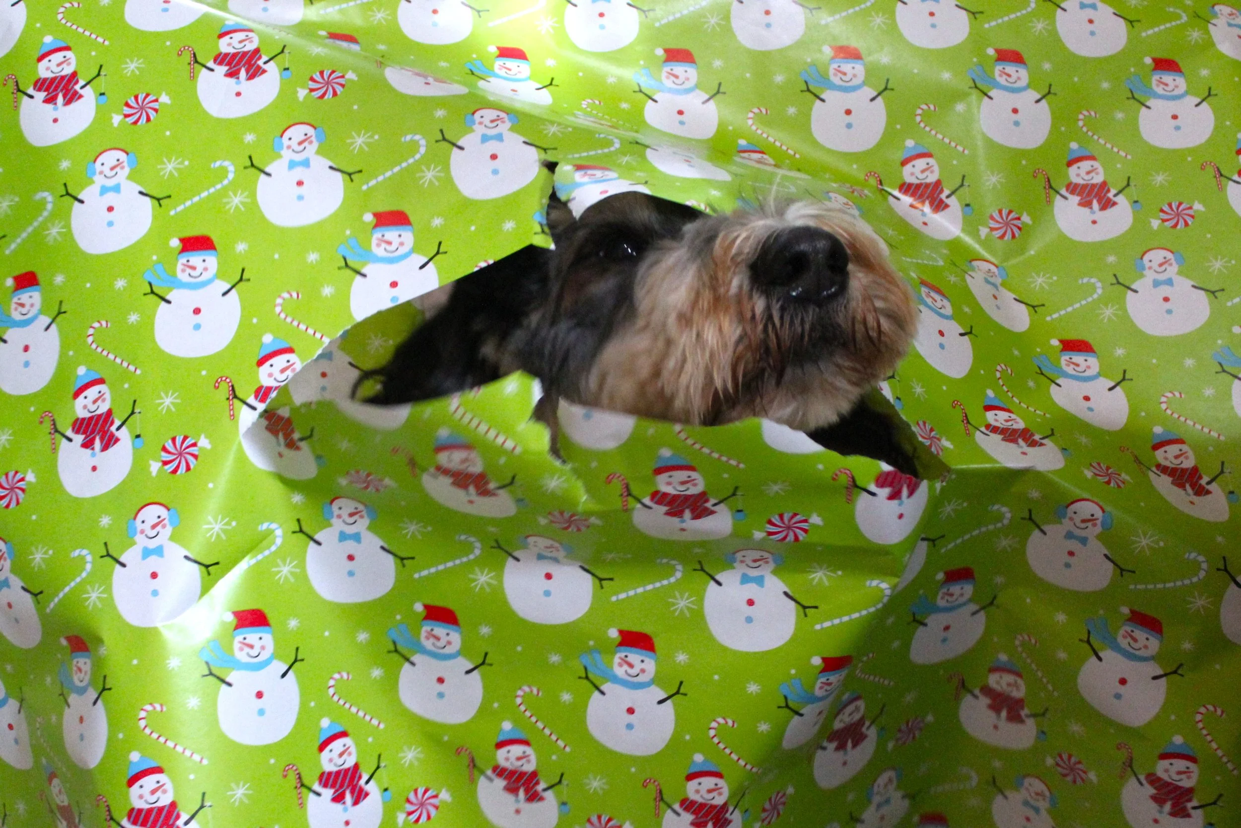Rubie (2).JPG