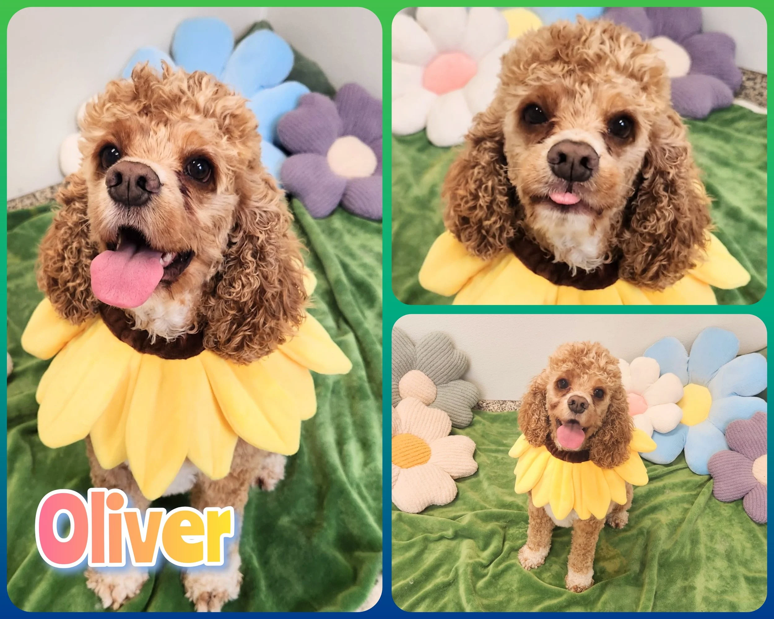 Oliver.jpg