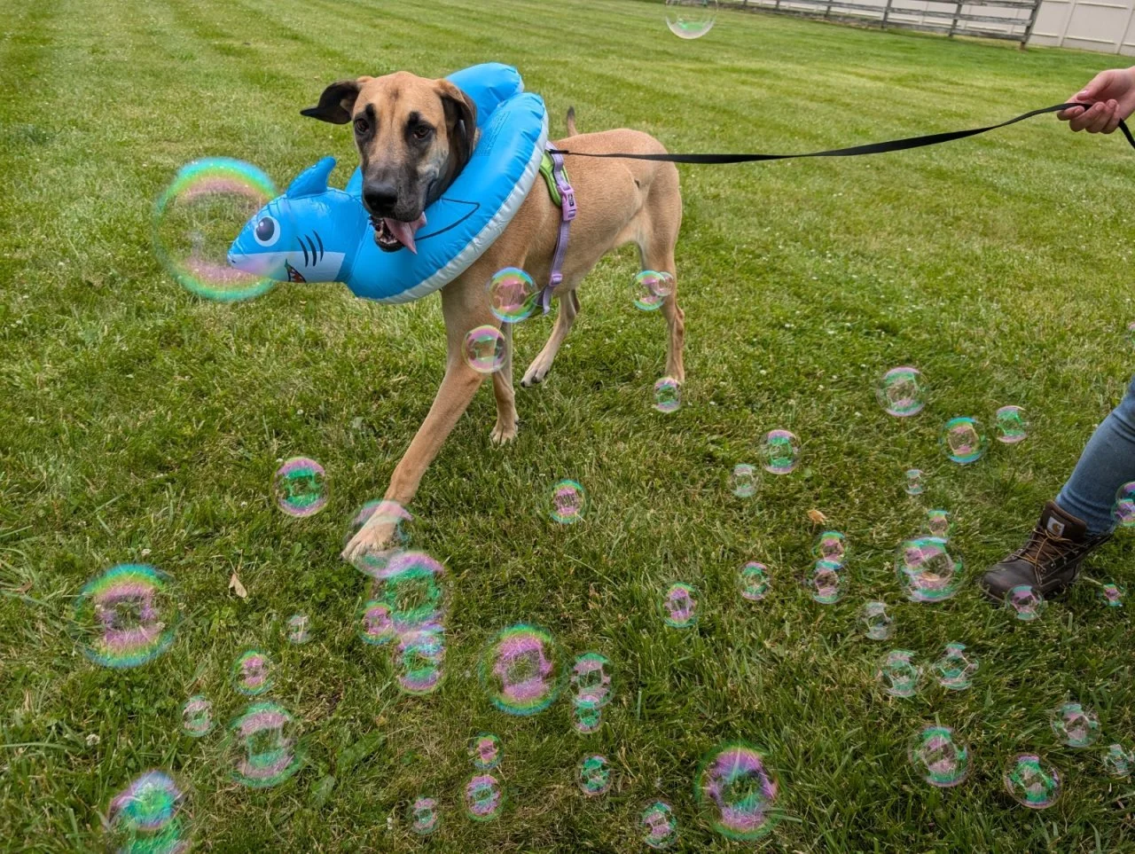 Splash Bash (3).jpg