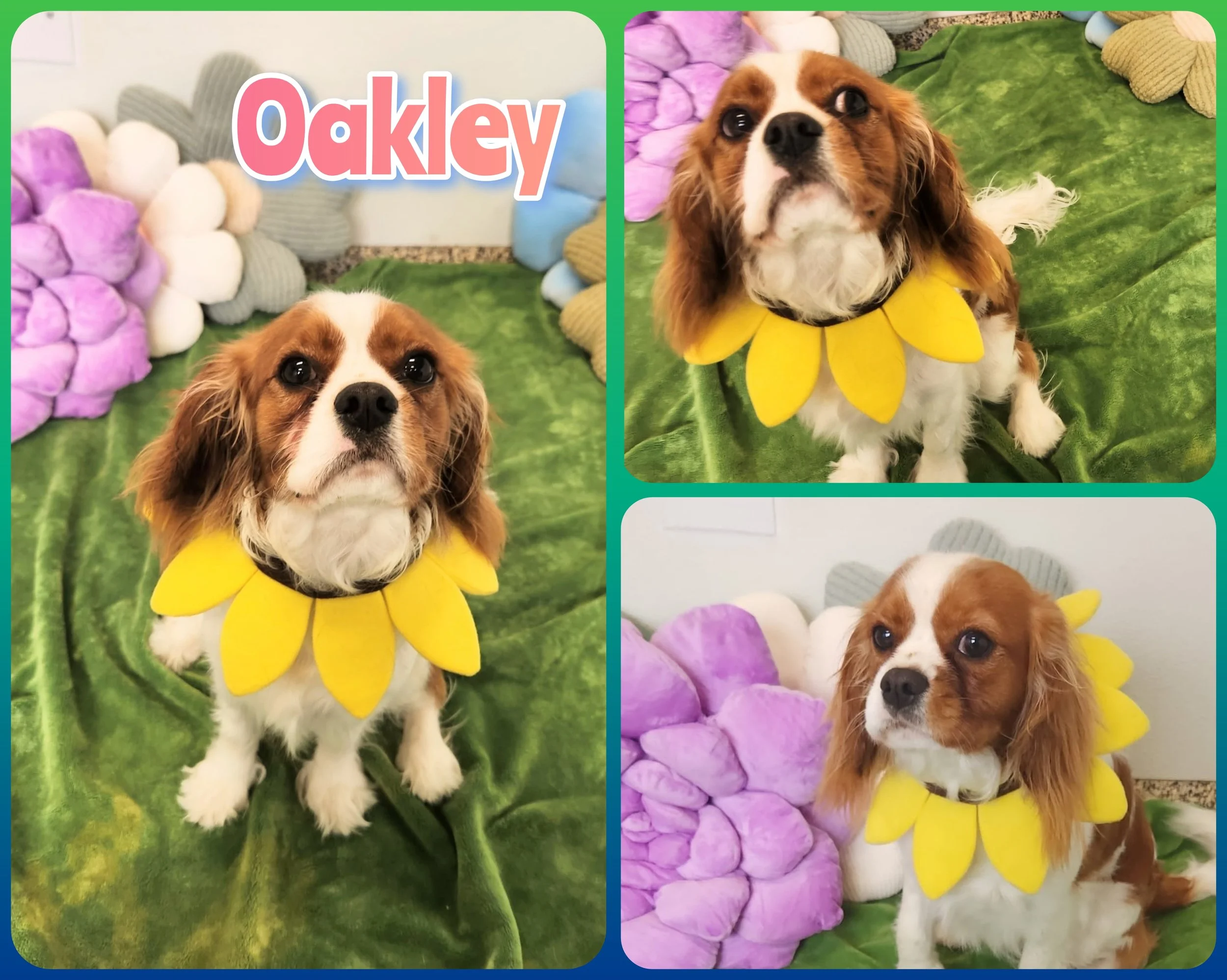 Oakley Cav.jpg