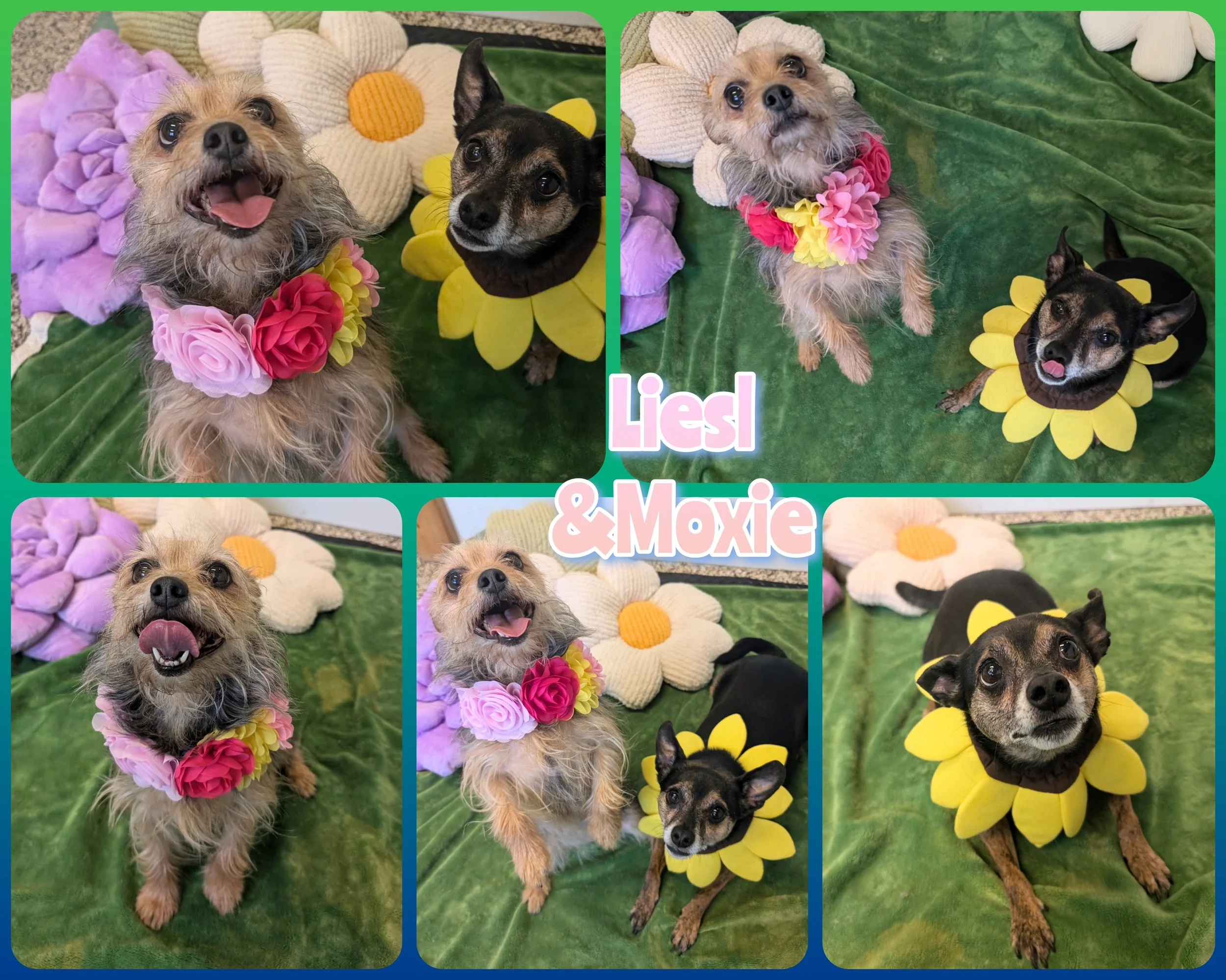 Liesl & Moxie.jpg