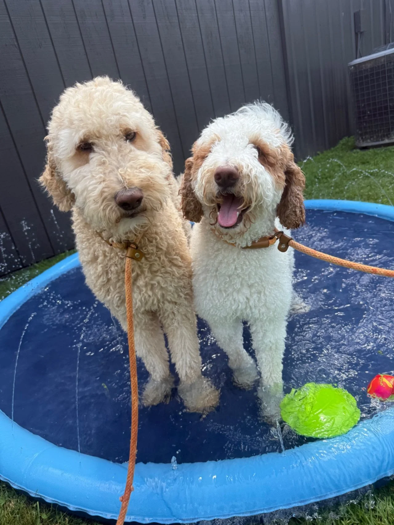 Splash Bash (12).jpeg
