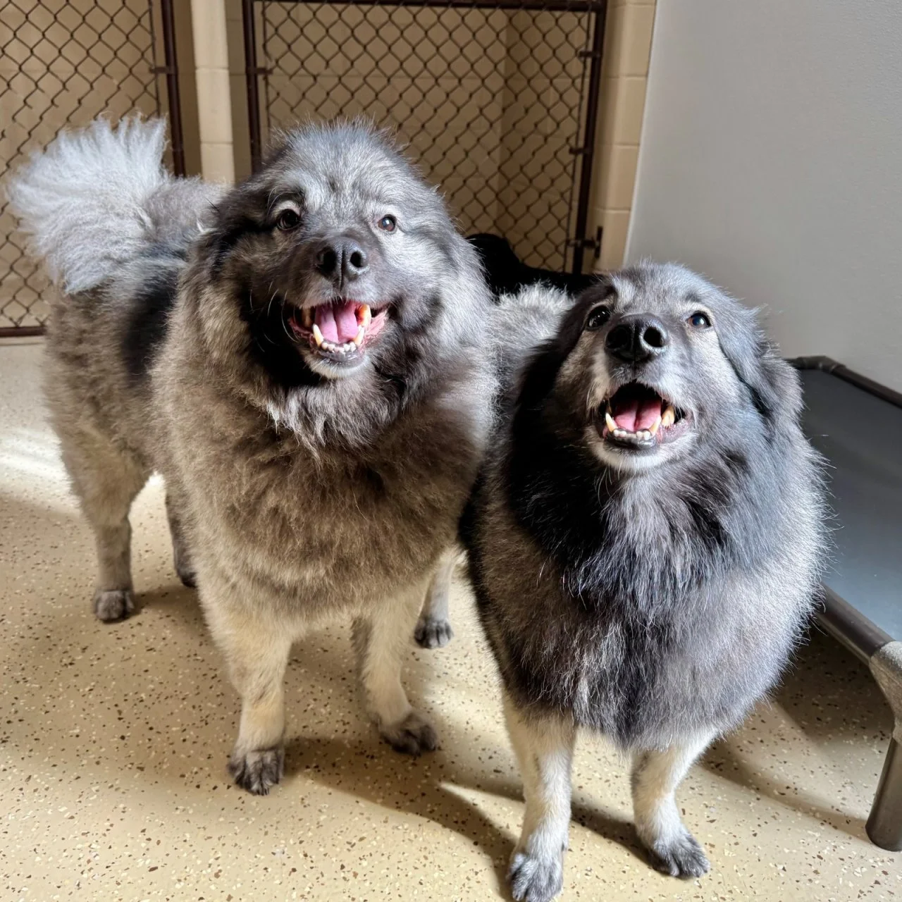 Jasper & Willow DAC.jpeg