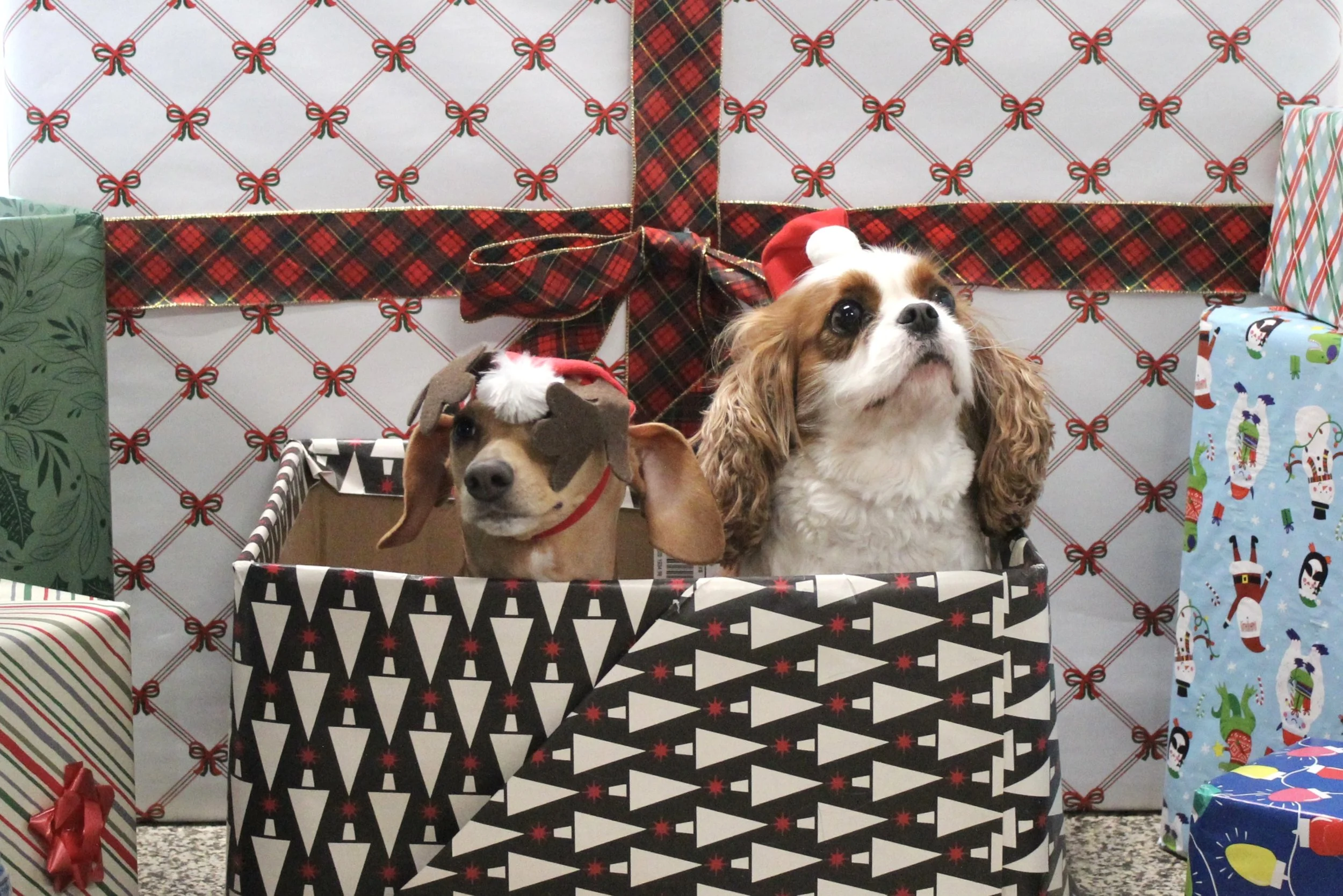 Pippa & Luna.JPG