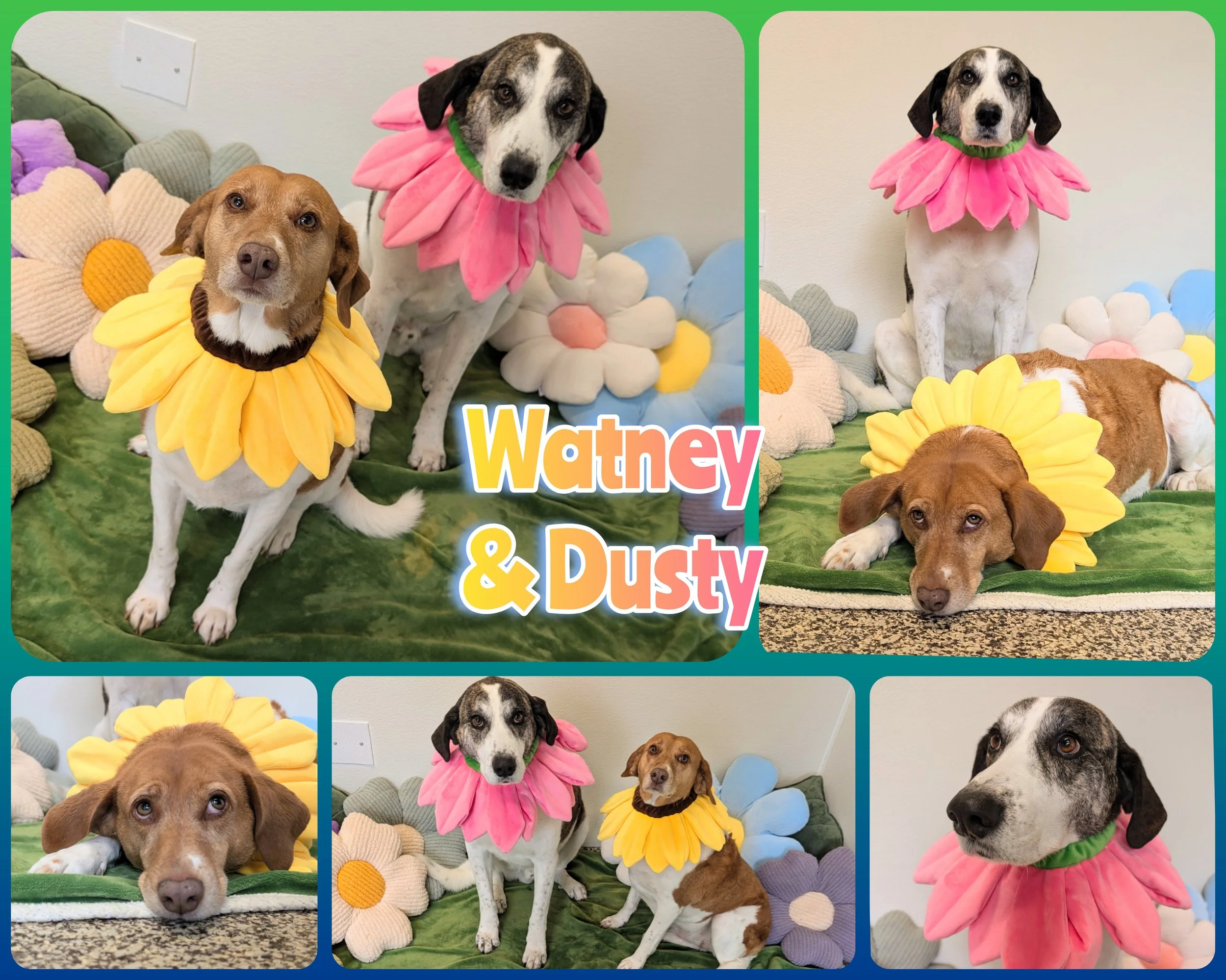 Watney & Dusty.jpg