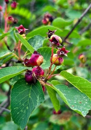 lacdubonnet_blueberry_rock_trail_08.jpg