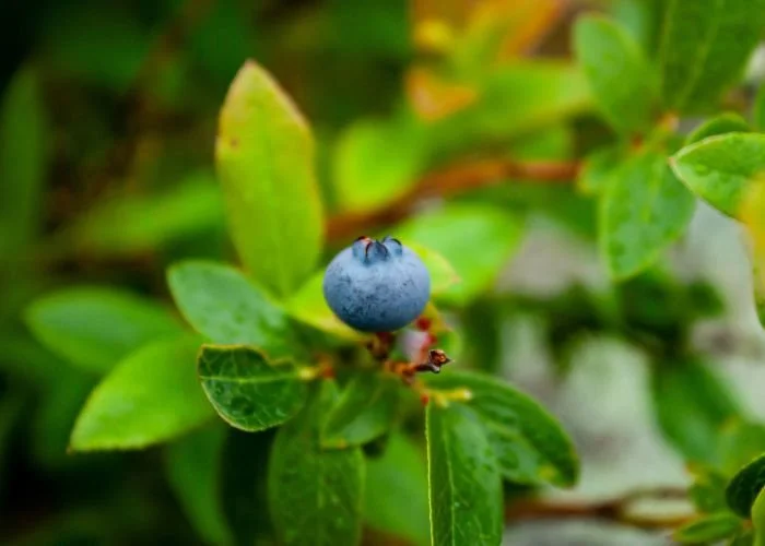 lacdubonnet_blueberry_rock_trail_12.jpg