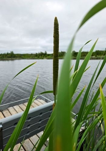lacdubonnet_ponds_07.jpg