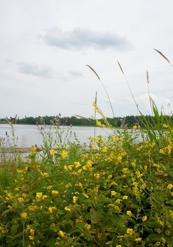 powerviewpinefalls_sharpes_point_06.jpg