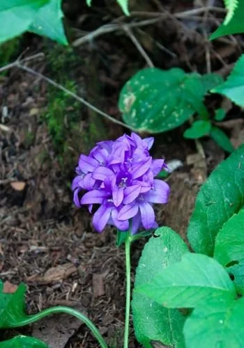 powerviewpinefalls_pitre_park_03.jpg