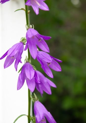 powerviewpinefalls_pitre_park_04.jpg