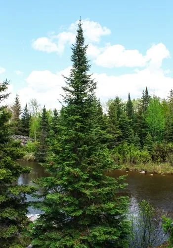 pinawa_suspension_bridge_12.jpg