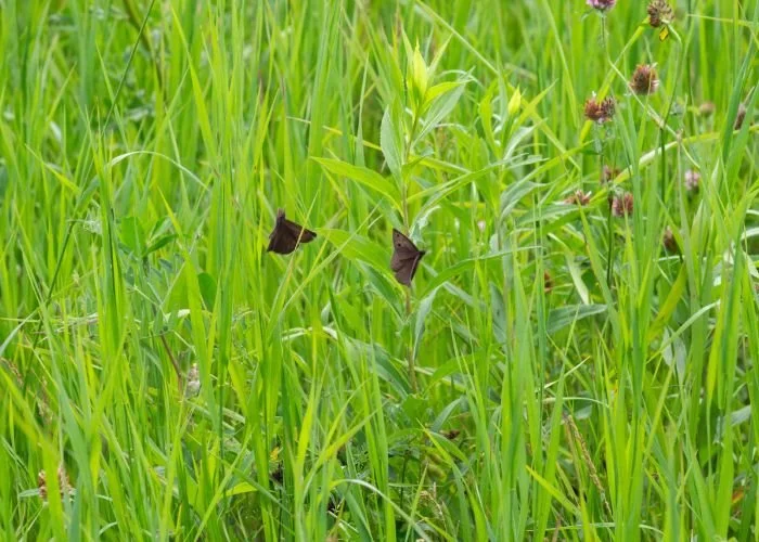 rm_alexander_jardin_papilio_garden_02.jpg