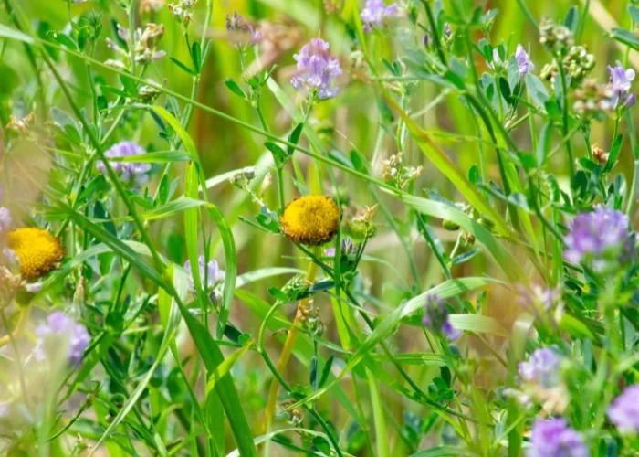 rm_alexander_jardin_papilio_garden_04.jpg