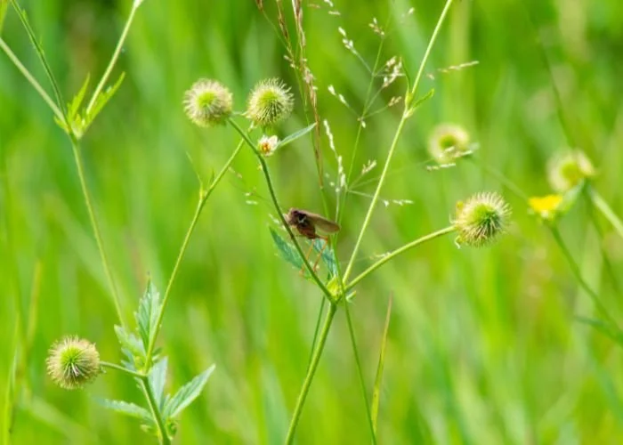 rm_alexander_jardin_papilio_garden_06.jpg