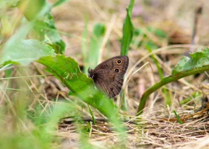 rm_alexander_jardin_papilio_garden_07.jpg