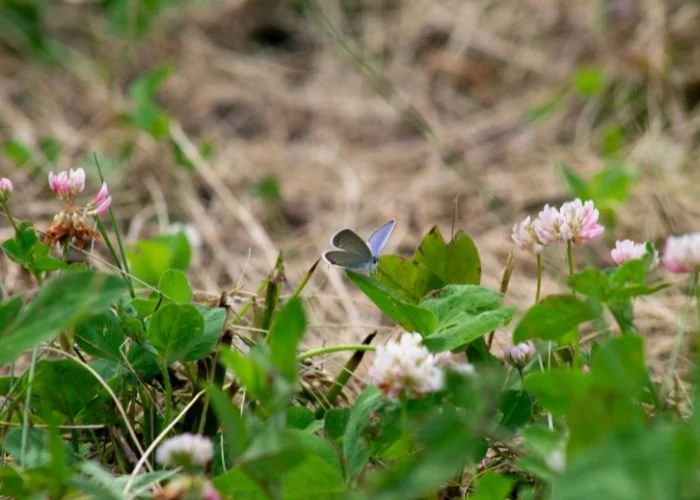 rm_alexander_jardin_papilio_garden_08.jpg
