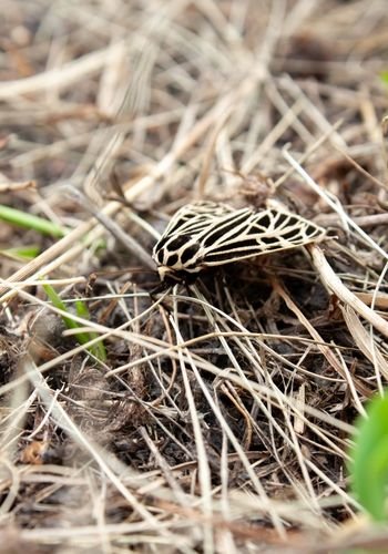 rm_alexander_jardin_papilio_garden_13.jpg
