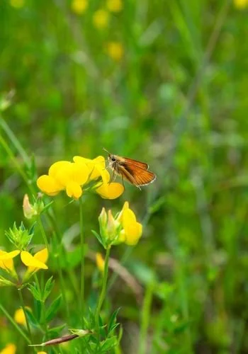 rm_alexander_jardin_papilio_garden_16.jpg