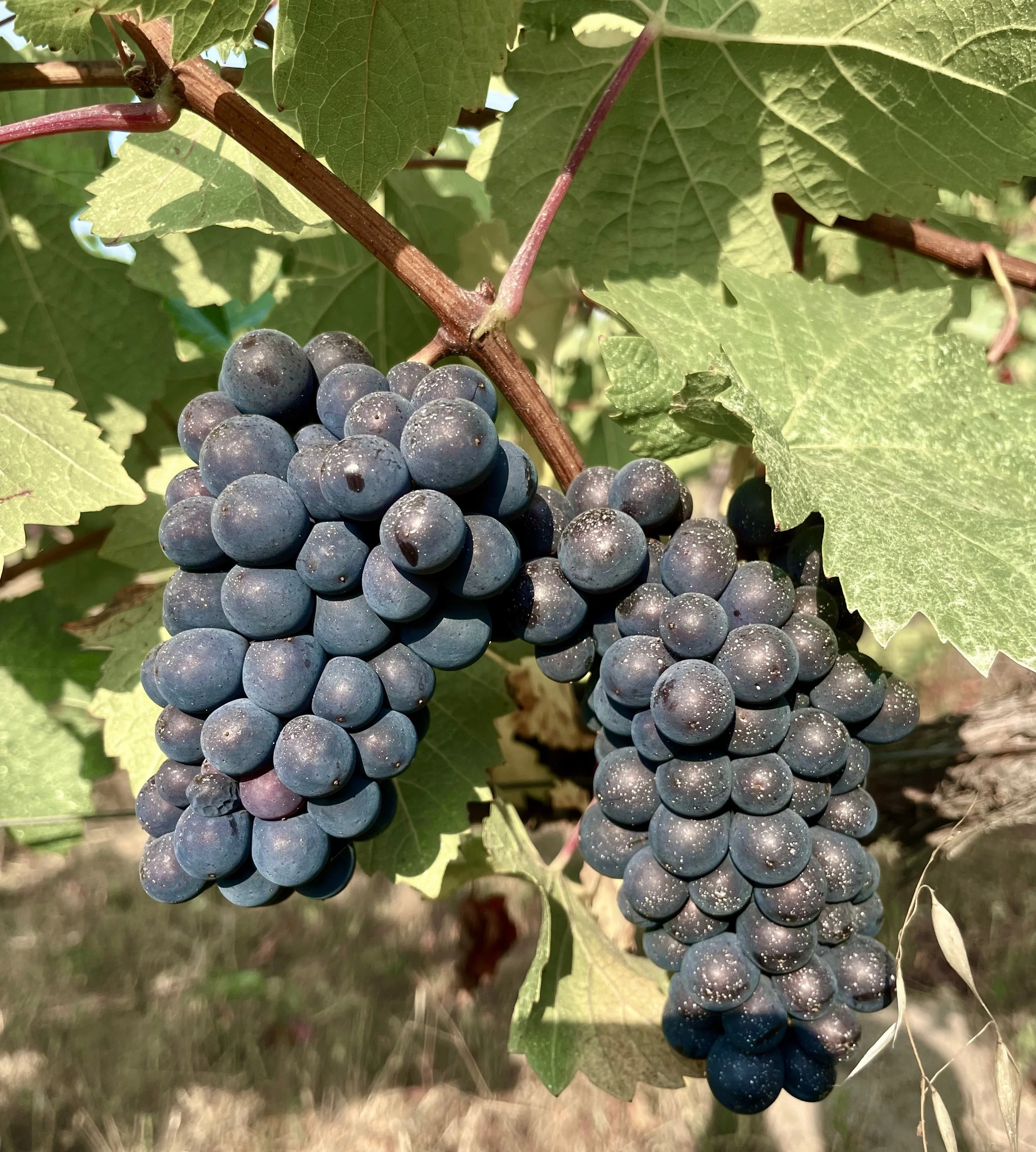 Close up of a pinot noir cluster