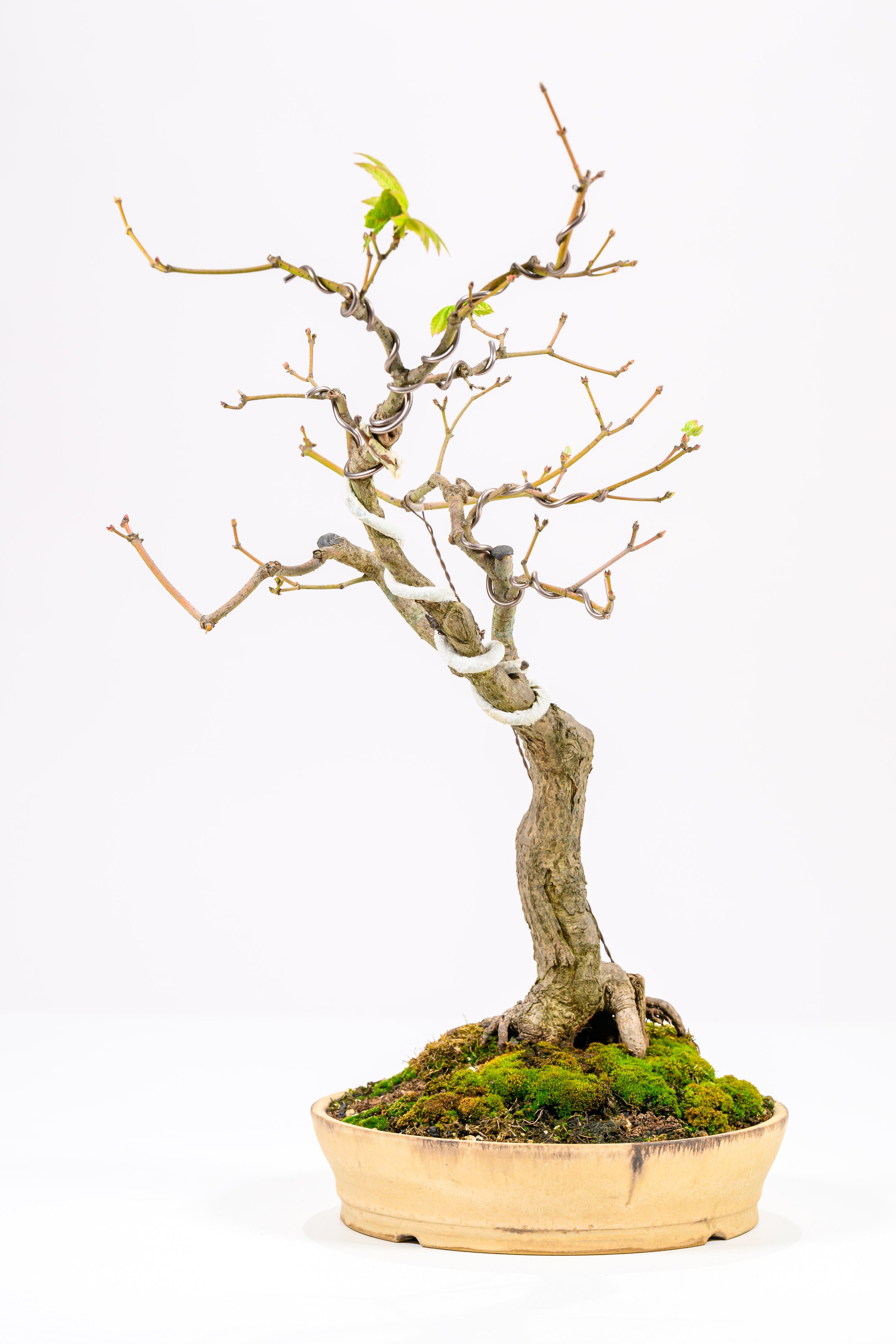 Korean Maple — KOMOREBI BONSAI