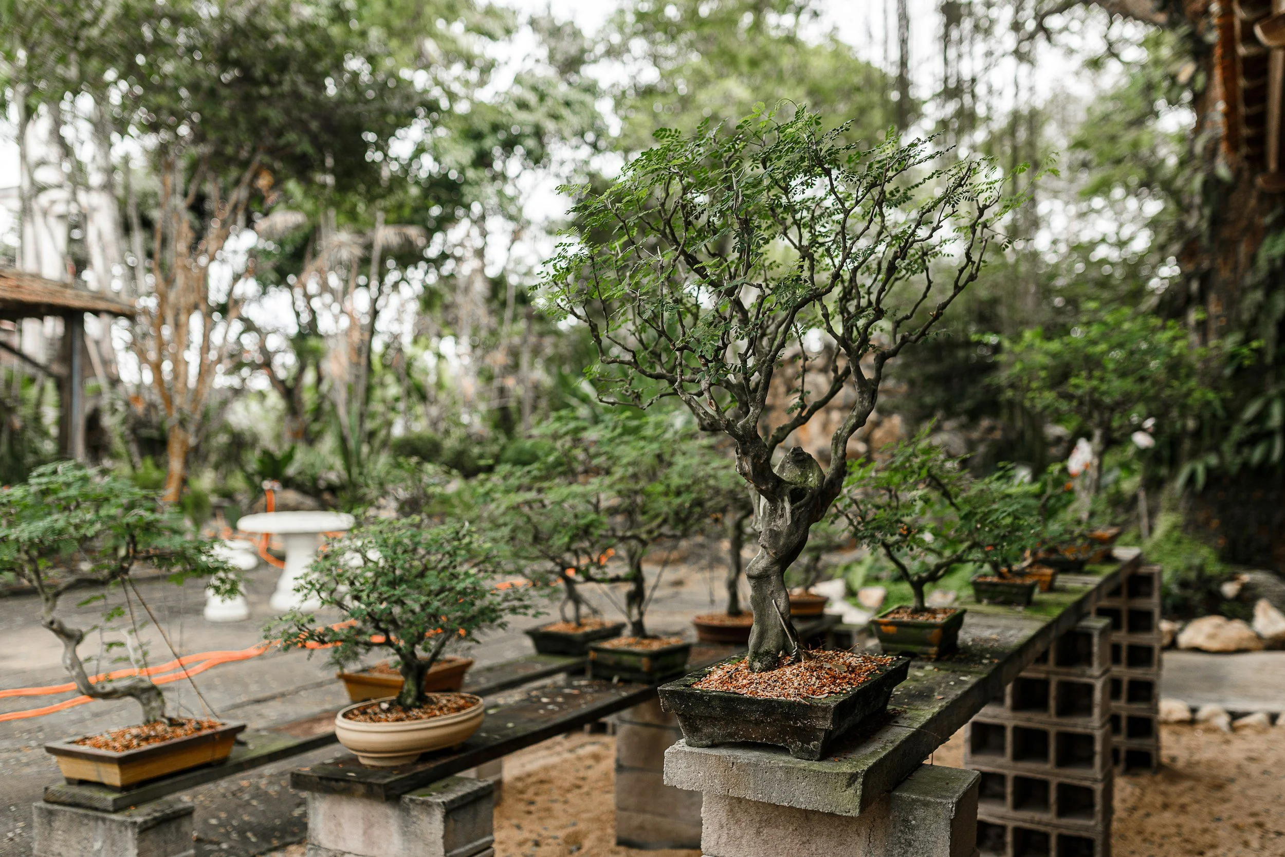 “I Dig It” Bonsai Workshop