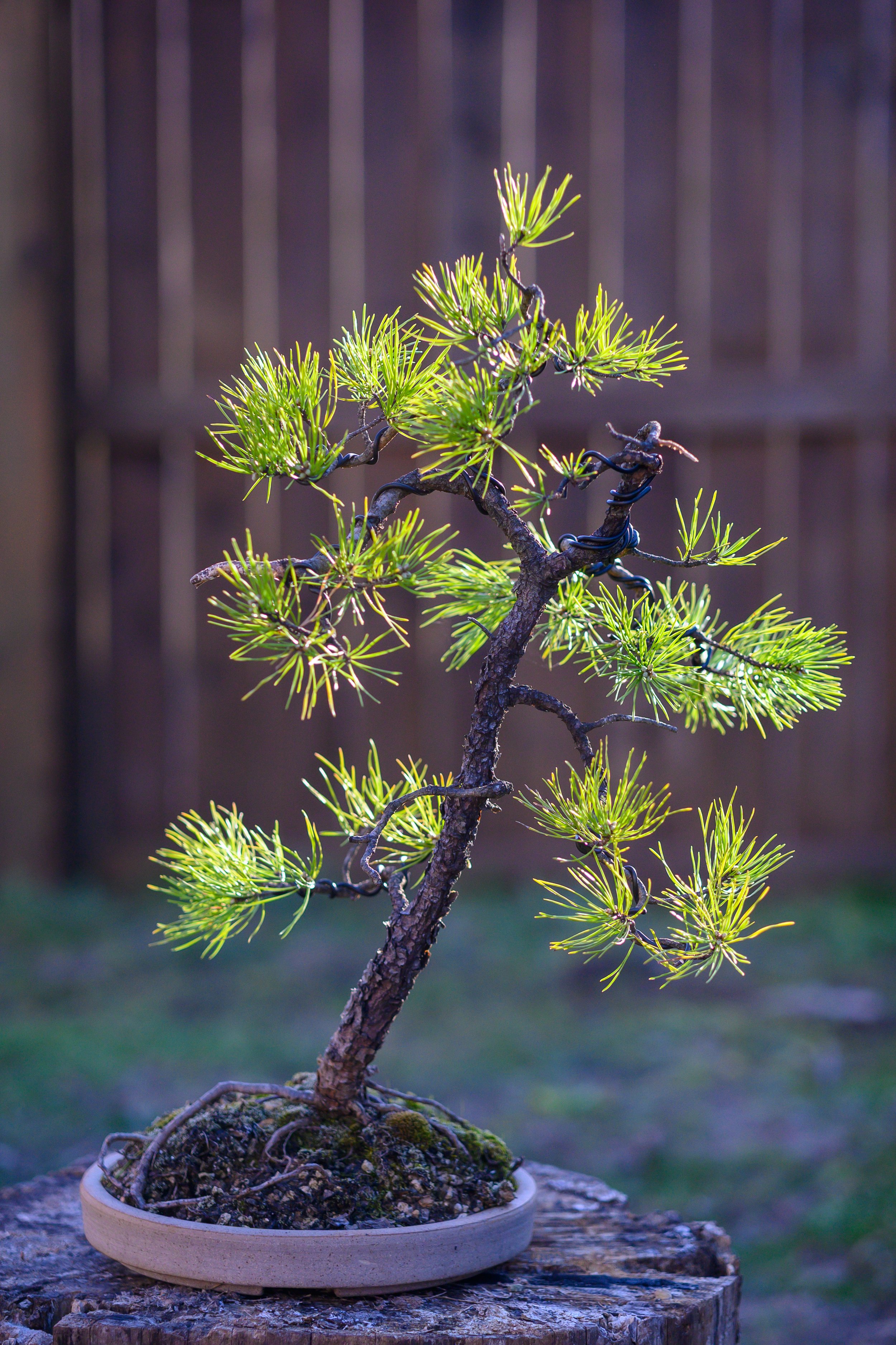 Virginia Pine #2