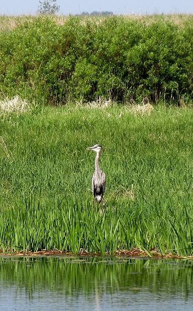 Heron on the north shore of the Sturgeon River